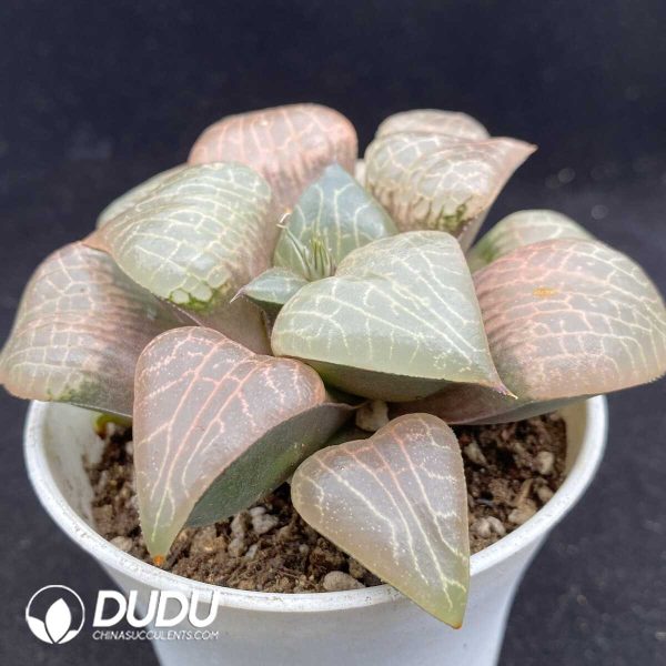 Haworthia Glass Compto - Image 2