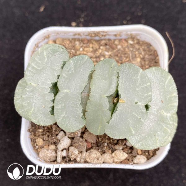 1756131679-1752735552-e201.jpg Haworthia Kuang Yue - Image 1