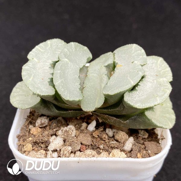 Haworthia Kuang Yue - Image 2