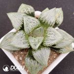 Haworthia Maryy