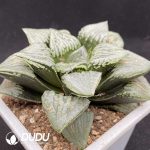 Haworthia Maryy - Image 2