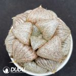 Haworthia Emerald Picta