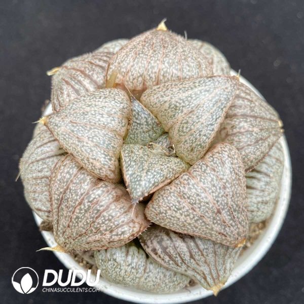 1756131685-1752735621-e201.jpg Haworthia Emerald Picta - Image 1