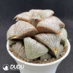 Haworthia Emerald Picta - Image 2