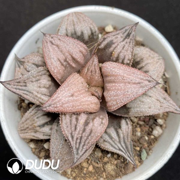 1756131689-1752735633-e201.jpg Haworthia Princess - Image 1