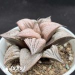 Haworthia Princess - Image 2