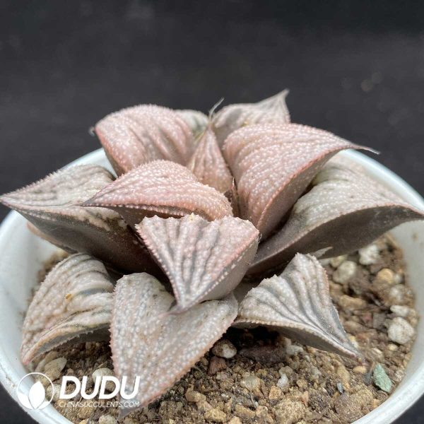 Haworthia Princess - Image 2