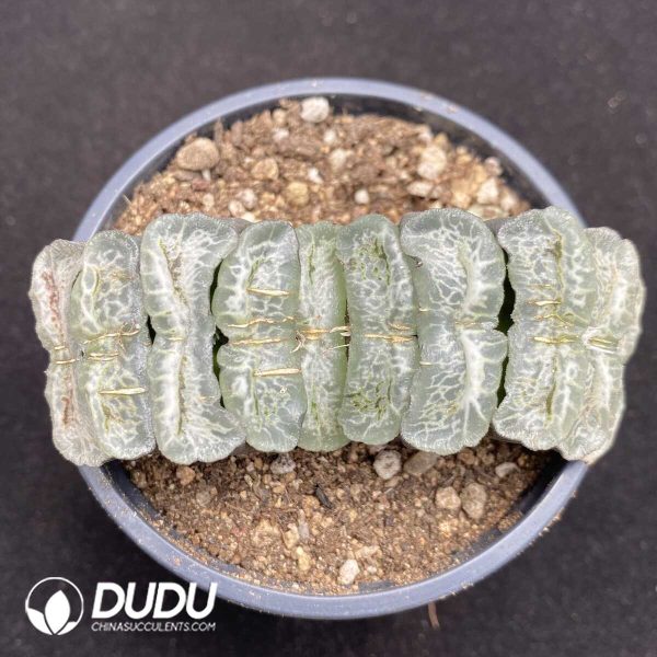 1756131693-1752735639-e201.jpg Haworthia Chang Le - Image 1