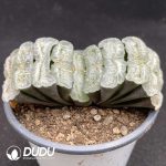Haworthia Chang Le - Image 2