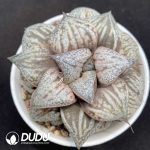 Haworthia Hua Kui