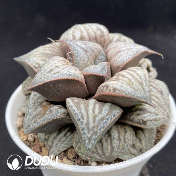 Haworthia Hua Kui - Image 2