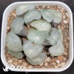 Haworthia Oudaiba