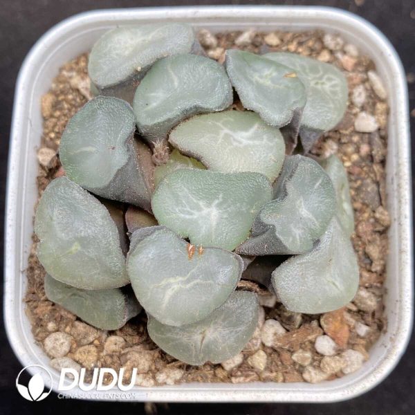 Haworthia Oudaiba - Image 1