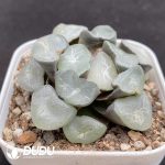 Haworthia Oudaiba - Image 2