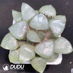 Haworthia Crystal Ke