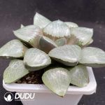 Haworthia Crystal Ke - Image 2