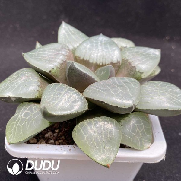 Haworthia Crystal Ke - Image 2