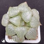 Haworthia Crystal 101