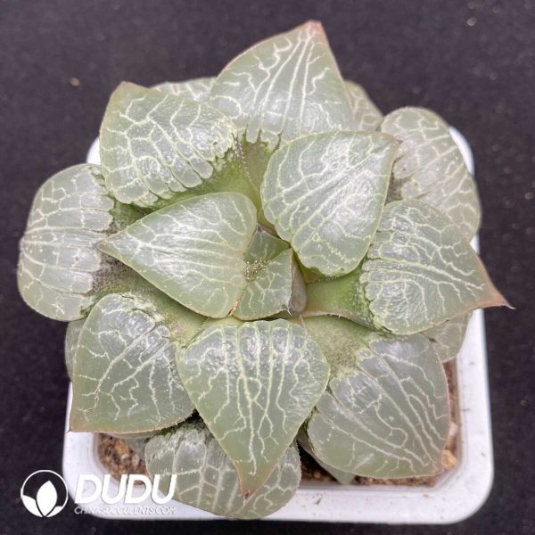 Haworthia Crystal 101 - Image 1