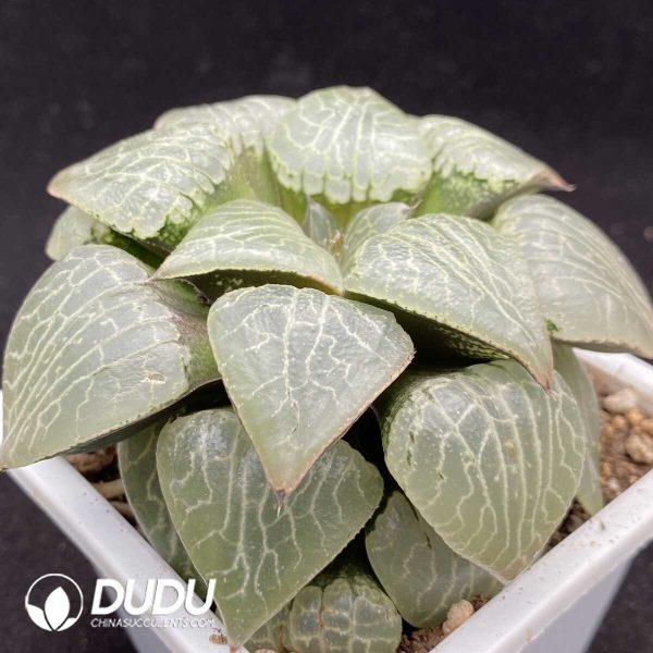 Haworthia Crystal 101 - Image 2