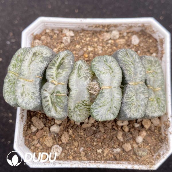 1756131708-1752735706-e201.jpg Haworthia Gold TYT - Image 1