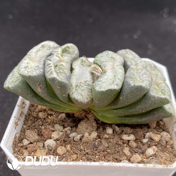 Haworthia Gold TYT - Image 2