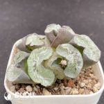 Haworthia Mrs.Butterfly - Image 2