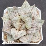Haworthia Thoughts in Kyoto