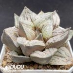 Haworthia Thoughts in Kyoto - Image 2
