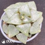 Haworthia Moon Shadow