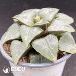Haworthia Moon Shadow - Image 2