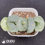 Haworthia YI SK