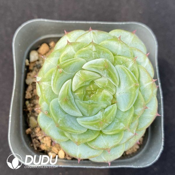 1756131724-1753162439-e201.jpg Echeveria Velvet - Image 1