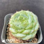 Echeveria Velvet - Image 2