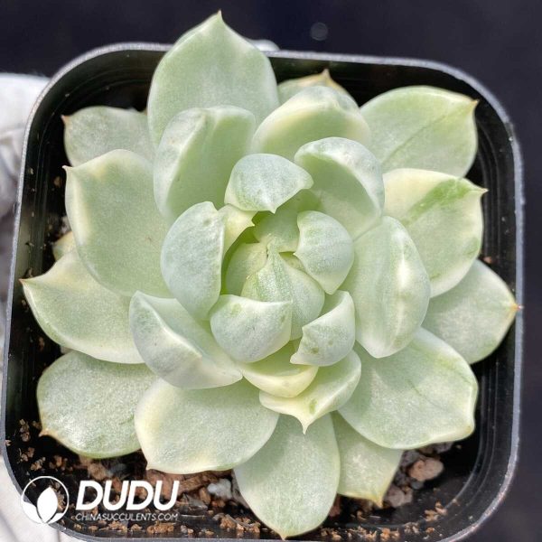 1756131727-1753162451-e201.jpg Echeveria Queen Maria - Image 1