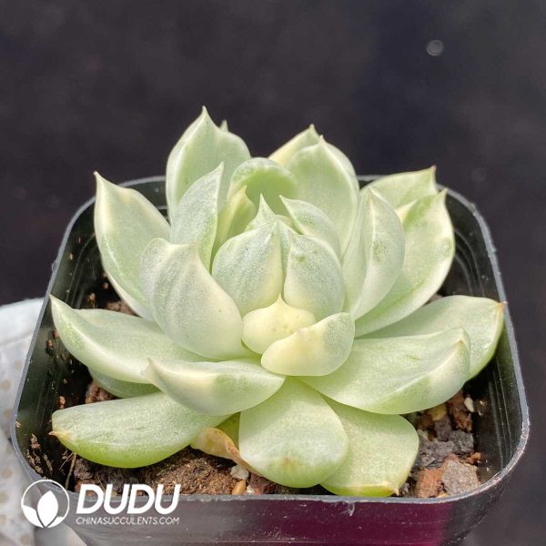 1756131728-1753162457-e202.jpg Echeveria Queen Maria - Image 2