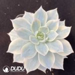 Echeveria subsessilis variegated