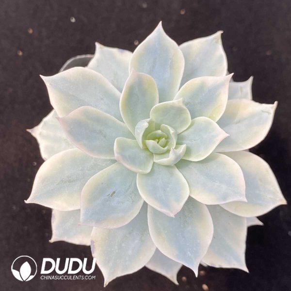 Echeveria subsessilis variegated - Image 1