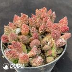 Adromischus Marianae Old Stem - Image 2