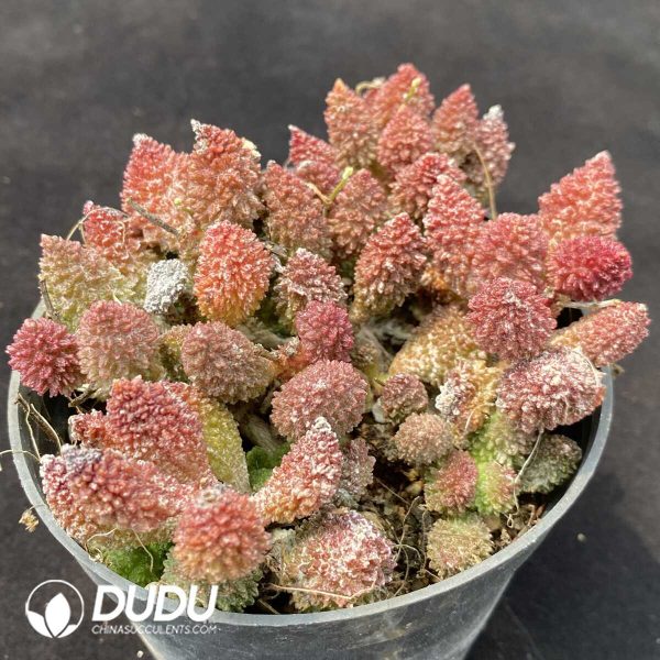 Adromischus Marianae Old Stem - Image 2