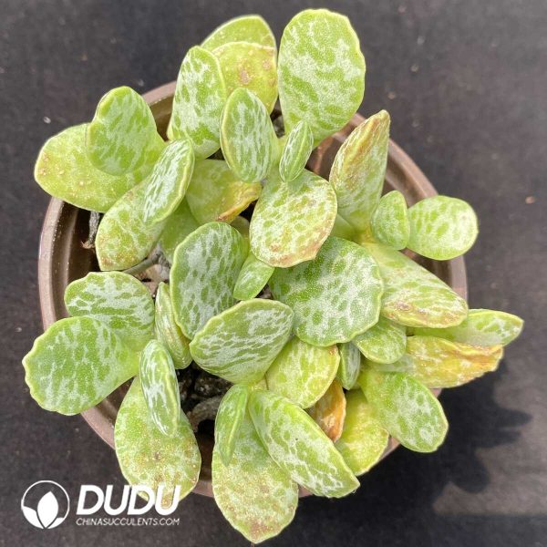 1756131736-1753162487-e201.jpg Adromischus Daye Shuti Old Stem - Image 1