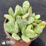 Adromischus Daye Shuti Old Stem - Image 2