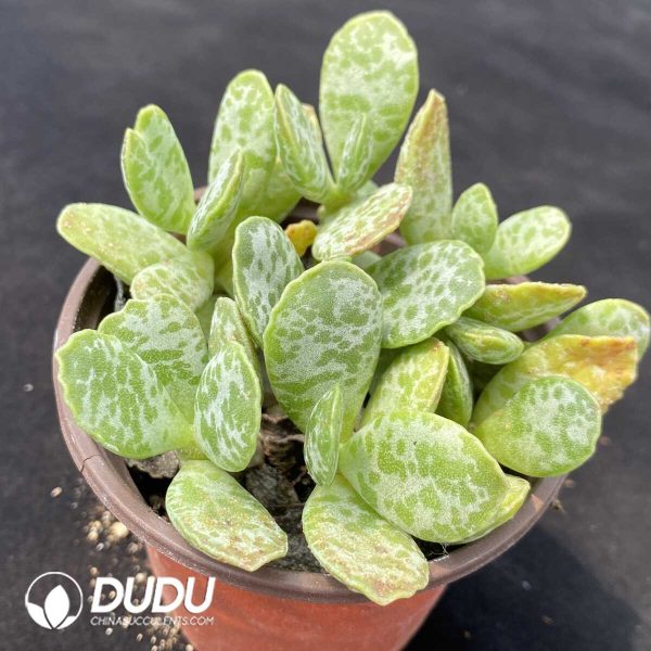 1756131738-1753162490-e202.jpg Adromischus Daye Shuti Old Stem - Image 2
