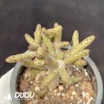 Tylecodon buchholzianus