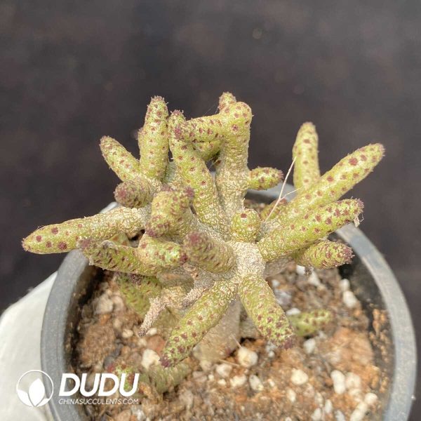 Tylecodon buchholzianus - Image 1