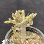 Tylecodon buchholzianus - Image 2