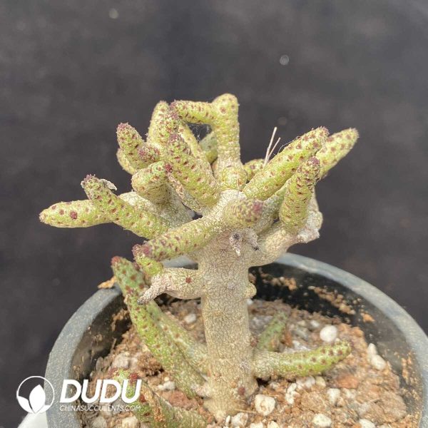 Tylecodon buchholzianus - Image 2