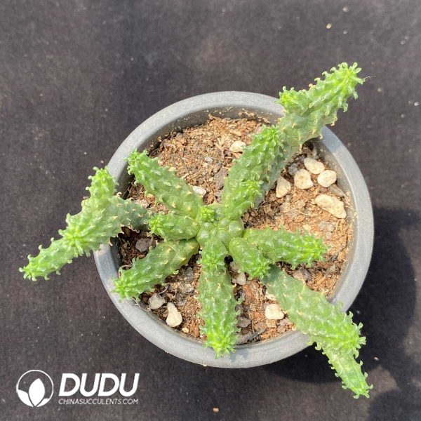 Euphorbia inermis Mill. - Image 1