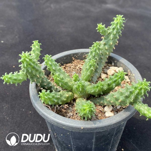 Euphorbia inermis Mill. - Image 2