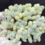 Sedum mocinianum Prez-Calix protohuman
